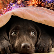 My pet hates fireworks – Guide to keeping pets calm on Bonfire night